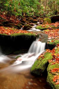 Preview wallpaper autumn, leaves, moss, stones, water, wood, river, source