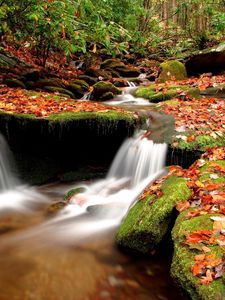 Preview wallpaper autumn, leaves, moss, stones, water, wood, river, source