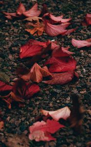 Preview wallpaper autumn, leaves, pebbles, stones