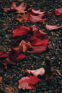 Preview wallpaper autumn, leaves, pebbles, stones