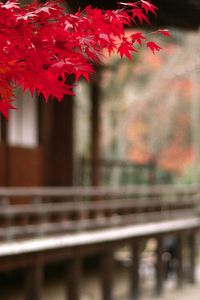 Preview wallpaper autumn, leaves, red, foreground, court yard