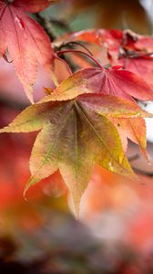 Preview wallpaper autumn, leaves, tree, forest