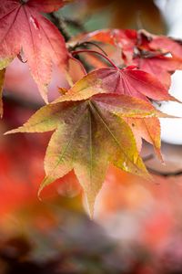 Preview wallpaper autumn, leaves, tree, forest