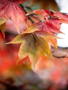 Preview wallpaper autumn, leaves, tree, forest