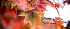 Preview wallpaper autumn, leaves, tree, forest