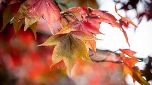 Preview wallpaper autumn, leaves, tree, forest
