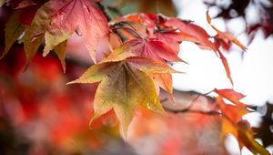 Preview wallpaper autumn, leaves, tree, forest