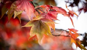 Preview wallpaper autumn, leaves, tree, forest