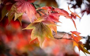 Preview wallpaper autumn, leaves, tree, forest