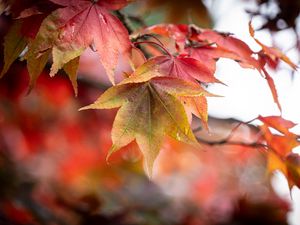 Preview wallpaper autumn, leaves, tree, forest