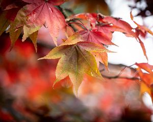 Preview wallpaper autumn, leaves, tree, forest