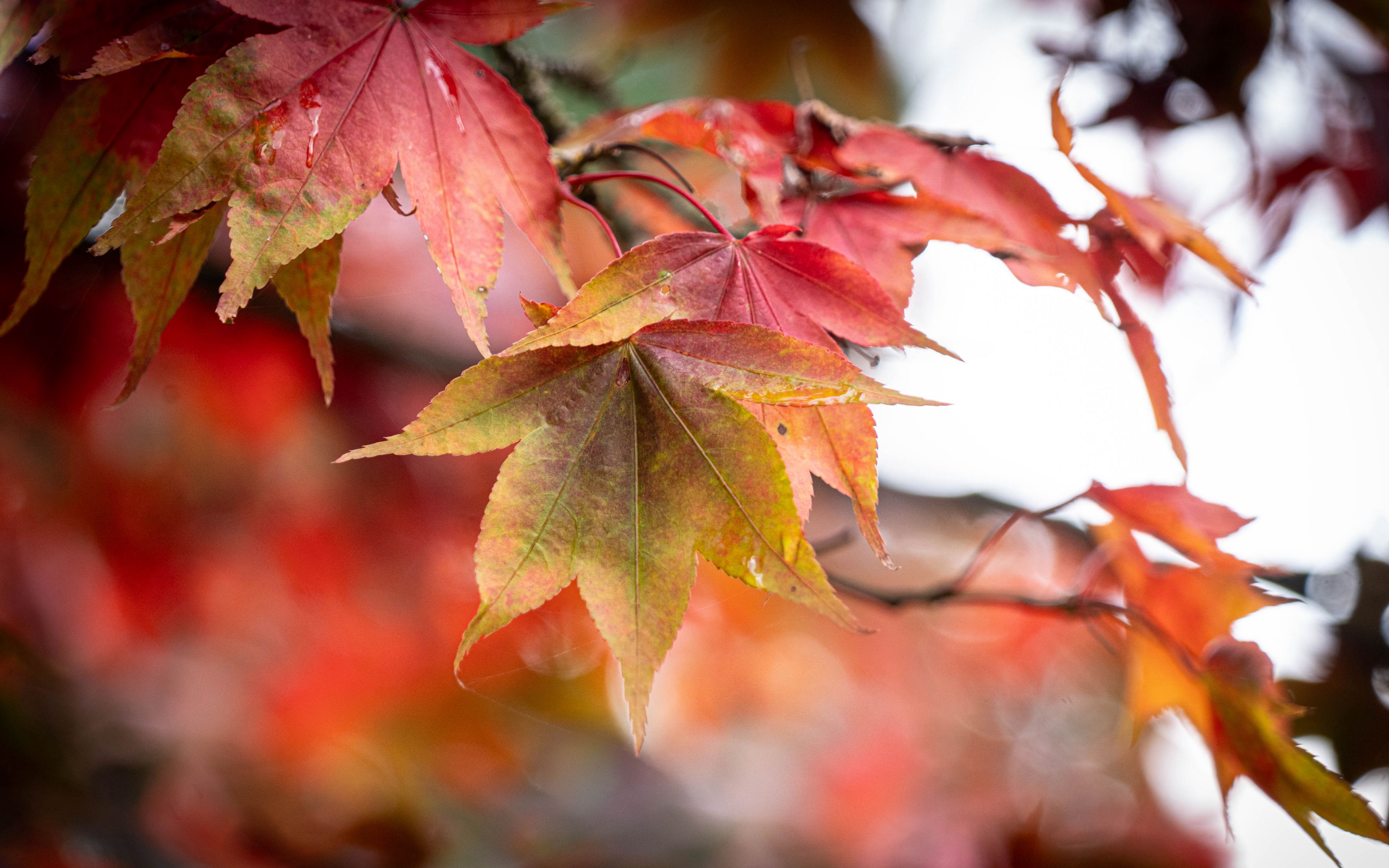 3840x2400 Wallpaper autumn, leaves, tree, forest