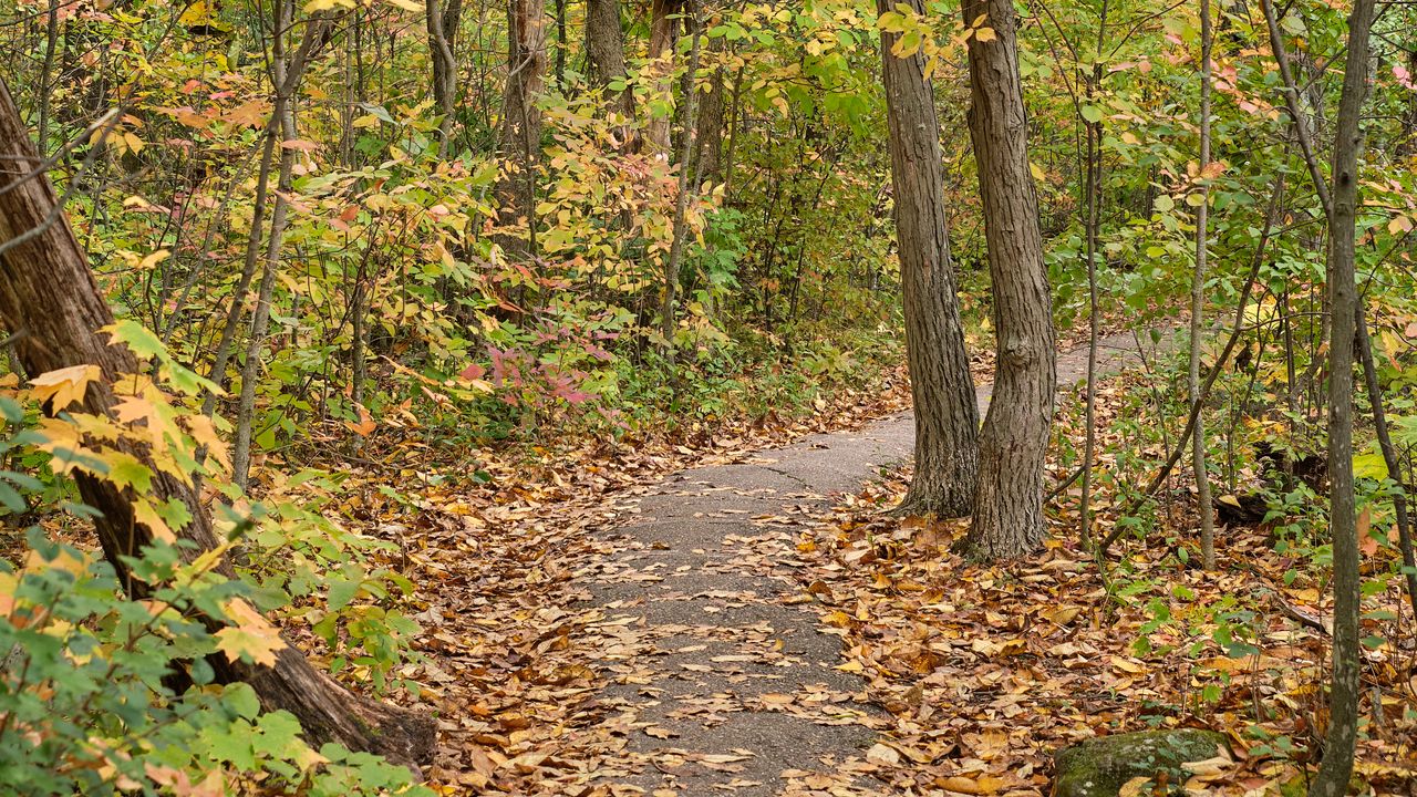 Wallpaper autumn, leaves, trees, path, nature