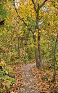 Preview wallpaper autumn, leaves, trees, path, nature