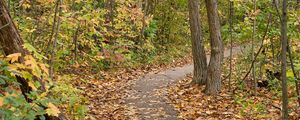 Preview wallpaper autumn, leaves, trees, path, nature
