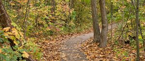 Preview wallpaper autumn, leaves, trees, path, nature