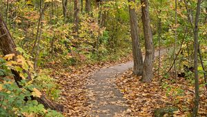 Preview wallpaper autumn, leaves, trees, path, nature