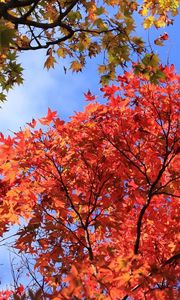 Preview wallpaper autumn, leaves, trees