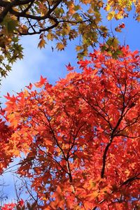 Preview wallpaper autumn, leaves, trees