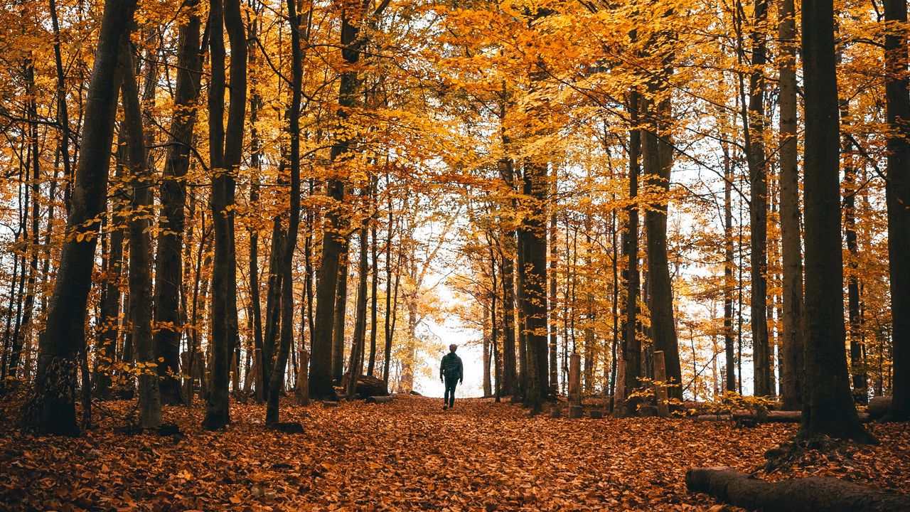 Wallpaper autumn, loneliness, forest, trees, walk