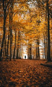 Preview wallpaper autumn, loneliness, forest, trees, walk