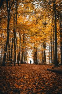 Preview wallpaper autumn, loneliness, forest, trees, walk