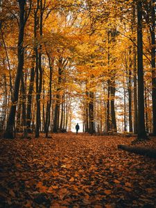 Preview wallpaper autumn, loneliness, forest, trees, walk