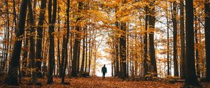 Preview wallpaper autumn, loneliness, forest, trees, walk