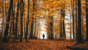 Preview wallpaper autumn, loneliness, forest, trees, walk