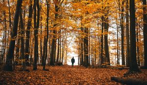 Preview wallpaper autumn, loneliness, forest, trees, walk