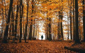 Preview wallpaper autumn, loneliness, forest, trees, walk