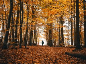 Preview wallpaper autumn, loneliness, forest, trees, walk