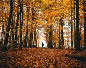 Preview wallpaper autumn, loneliness, forest, trees, walk