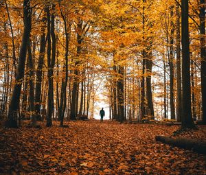 Preview wallpaper autumn, loneliness, forest, trees, walk