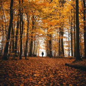 Preview wallpaper autumn, loneliness, forest, trees, walk