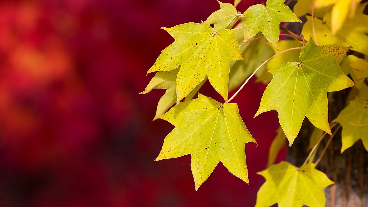 Wallpaper autumn, macro, red, foliage, background