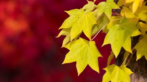 Preview wallpaper autumn, macro, red, foliage, background