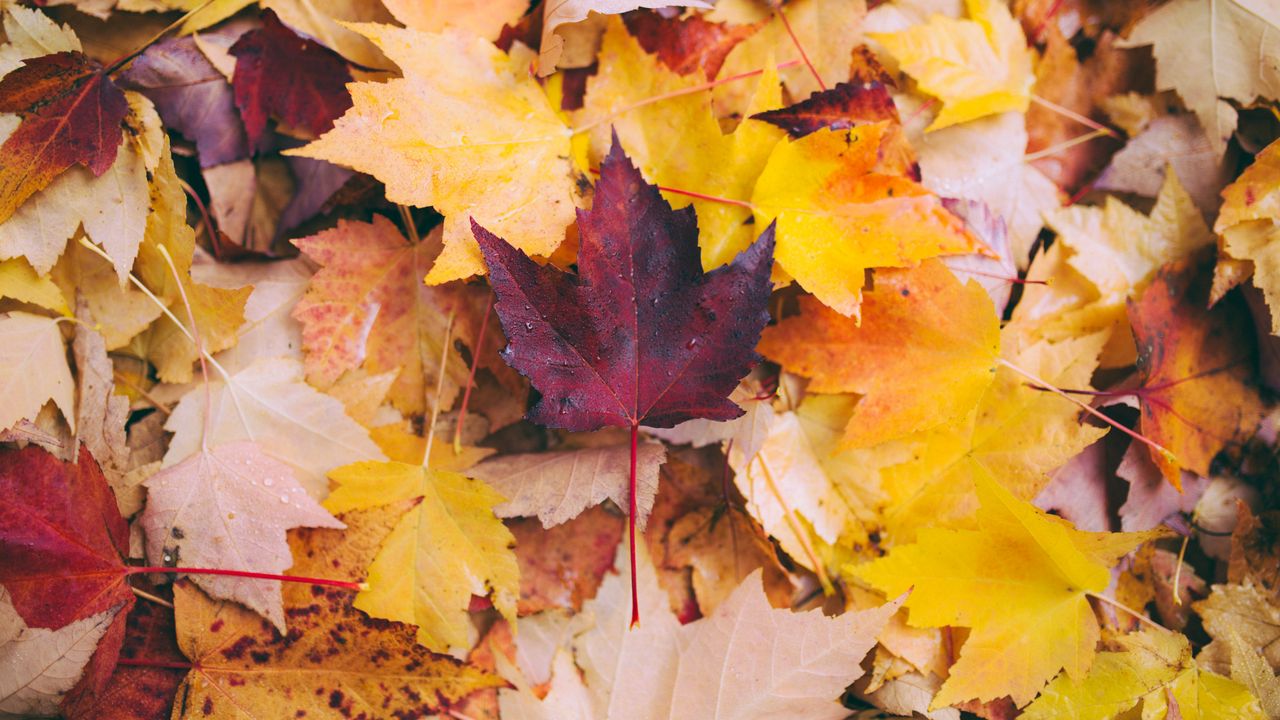 Wallpaper autumn, maple, leaves, fallen, yellow