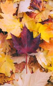 Preview wallpaper autumn, maple, leaves, fallen, yellow