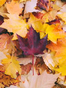 Preview wallpaper autumn, maple, leaves, fallen, yellow