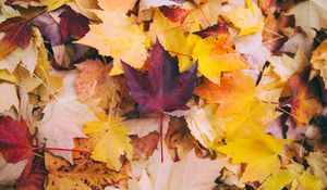 Preview wallpaper autumn, maple, leaves, fallen, yellow