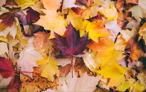 Preview wallpaper autumn, maple, leaves, fallen, yellow