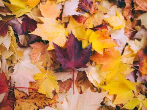 Preview wallpaper autumn, maple, leaves, fallen, yellow