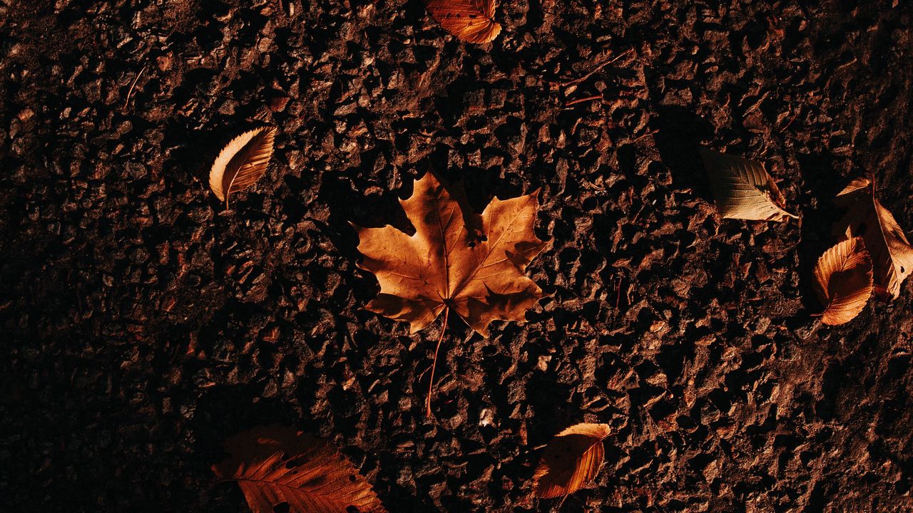 Wallpaper autumn, maple, leaves, asphalt