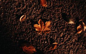Preview wallpaper autumn, maple, leaves, asphalt