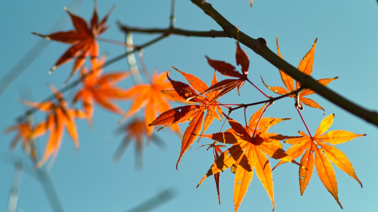 Wallpaper autumn, maple leaves, leaves, maple, sky