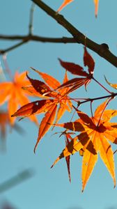 Preview wallpaper autumn, maple leaves, leaves, maple, sky