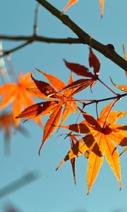 Preview wallpaper autumn, maple leaves, leaves, maple, sky