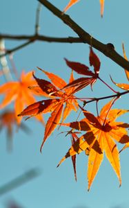 Preview wallpaper autumn, maple leaves, leaves, maple, sky