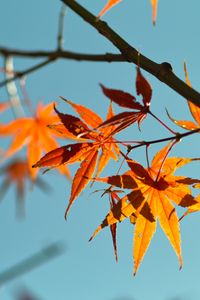 Preview wallpaper autumn, maple leaves, leaves, maple, sky